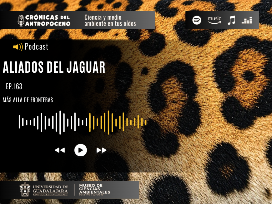 ALIADOS DEL JAGUAR