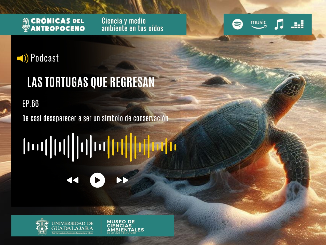 LAS TORTUGAS QUE REGRESAN